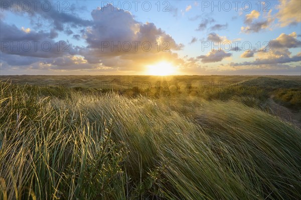 Sand dune, dune grass, wind, sunrise, clouds, Amsterdam water line dunes, Zandvoort, North Sea,