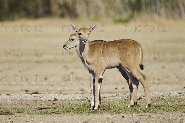 Common eland (Taurotragus oryx) youngsters standing in the dessert, captive, distribution Africa