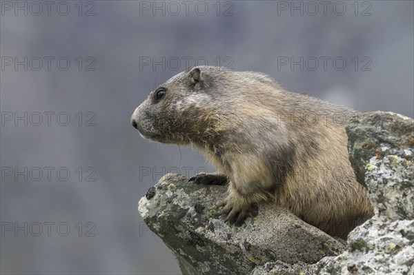 Alpine marmot (Marmota marmota) on the lookout on rock in the Alpine mountains, Hohe Tauern