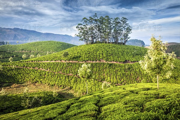 Kerala India travel background, green tea plantations in Munnar, Kerala, India, tourist attraction,