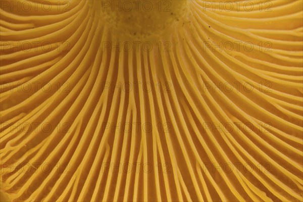 Chanterelle (Cantharellus cibarius), girolle underside showing gill-like ridges, rudimentary