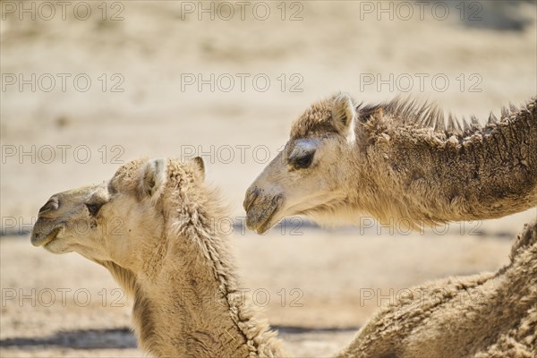Dromedary (Camelus dromedarius), portrait, Spain, Europe