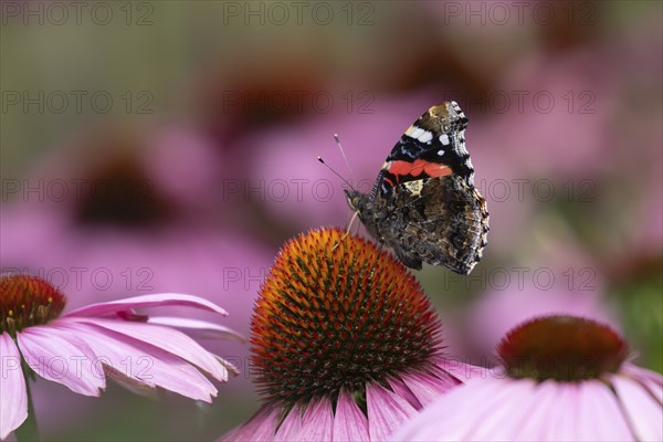 Red admiral (Vanessa atalanta) butterfly adult feeding on a garden Coneflower (Echinacea purpurea)