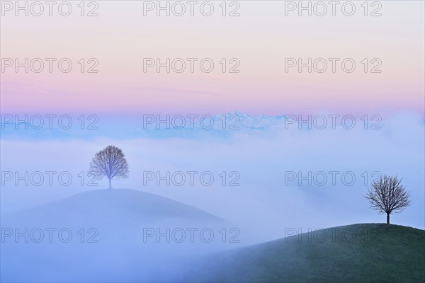 Linden trees (Tilia), in drumlin landscape in the fog, in the light at blue hour, Hirzel, Canton