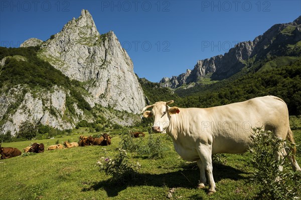 Mountain landscape and cows, Lescun, Département Pyrénées-Atlantiques, Region Nouvelle-Aquitaine,