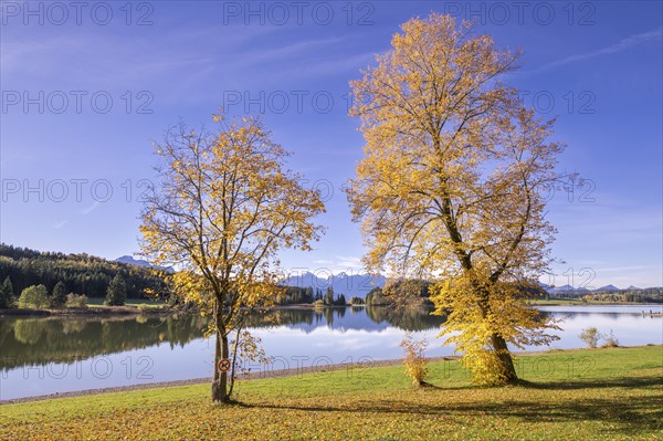 Linden trees (Tilia) at Forggensee near Füssen, AllgÃ¤u Alps, AllgÃ¤u, Bavaria, Germany, Europe