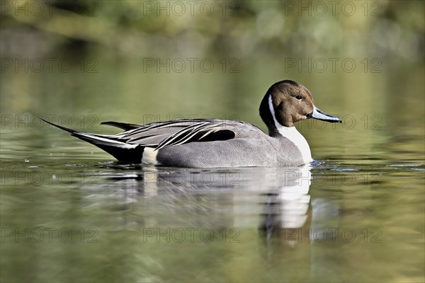 Pintail (Anas acuta), swimming, Switzerland, Europe