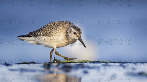 Knot, red knot (Calidris canutus) Transition from breeding to slack dress, snipe bird, foraging on