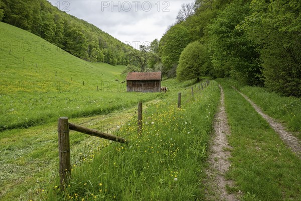 Hiking trail to the ReuÃŸenstein ruins, Wiesensteig, Swabian Alb, Baden-Württemberg, Germany,