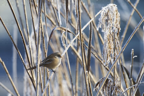 Bearded reedling (Panurus biarmicus) female foraging for reed seeds in frost-covered reed thickets