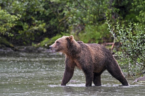 Brown bear (Ursus arctos) walking through the water, Lake Clark National Park, Alaska