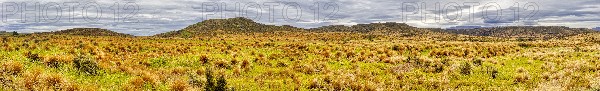 Red Tussock, Grassland, South Island, Otago, New Zealand, Oceania