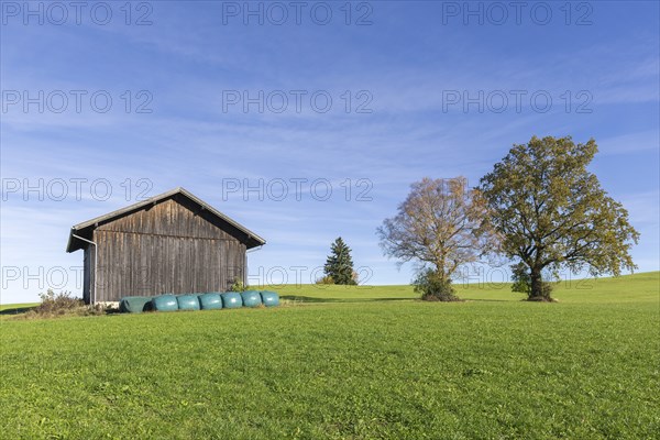 Hay hut, English oak (Quercus robur), summer lime (Tilia platyphyllos) in autumn in a meadow, hay