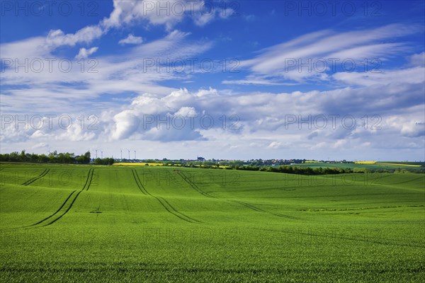 Fields near Lommatzsch