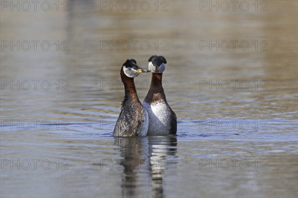 Red-necked grebe (Podiceps grisegena) (Podiceps griseigena) couple displaying during mating ritual