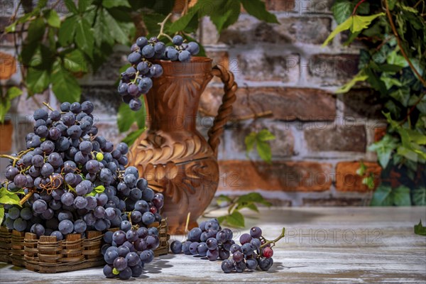 Blue burgundy grapes in and next to basket with wine jug in front of brick wall with leaves
