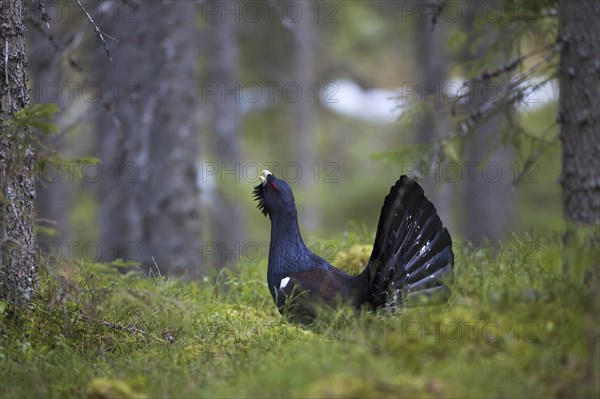 Western Capercaillie (Tetrao urogallus), Wood Grouse, Heather Cock calling during courtship display