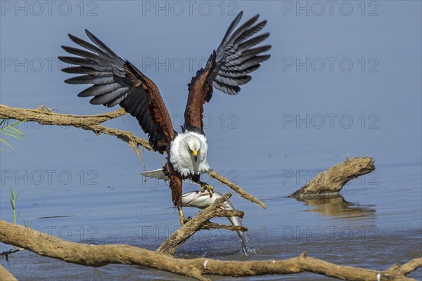 African Fish Eagle (Haliaeetus vocifer), Africa, Zambia, Zambia, hunting, prey, fish, Africa