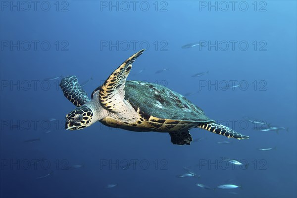 Hawksbill sea turtle (Eretmochelys imbricata) swimming in the open sea through school of fish,