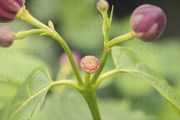 Spice bush (Calycanthus 'Aphrodite'), BS SÃ¤mann, Germany, Europe