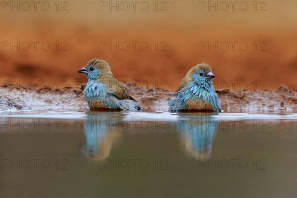 Angolan butterfly finch (Uraeginthus angolensis), blue-eared butterfly finch, adult, two birds, at