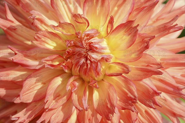 Dahlia 'Snoho Wonder' (Dahlia Hybride), detail of flower, ornamental plant, North Rhine-Westphalia,