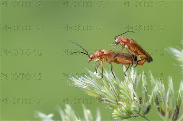 Common red soldier beetle (Rhagonycha fulva) two adult insects mating on a grass flower head,