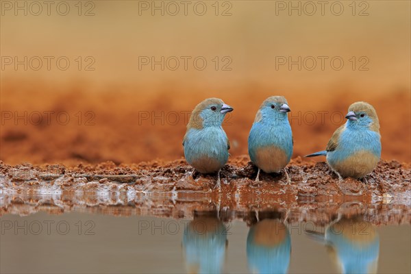 Blue-winged Oriole (Uraeginthus angolensis), Angola Butterfly Finch, adult, three birds, at the