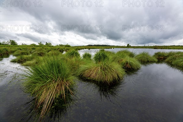 The High Fens, Brackvenn, raised bog in Wallonia, Belgium, on the border with Germany, Europe