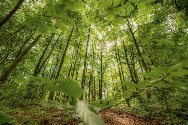 Beech forest at the Felsenmeer in Hemer, Sauerland, nature reserve, North Rhine-Westphalia,