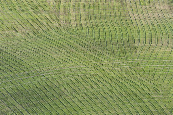 Traces on a cultivated area, Crete Senesi, Province of Siena, Tuscany, Italy, Europe