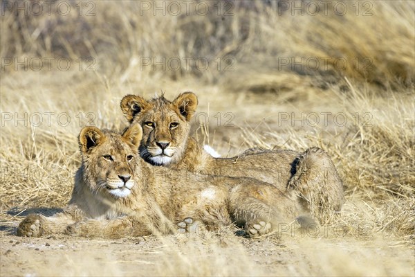 Two female Kalahari lions resting, Panthera leo vernayi), Kalahari, South Africa, Africa