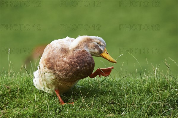 Domestic duck (Anas platyrhynchos domesticus), standing on a meadow, Wildpark Aurach Kitzbühel,