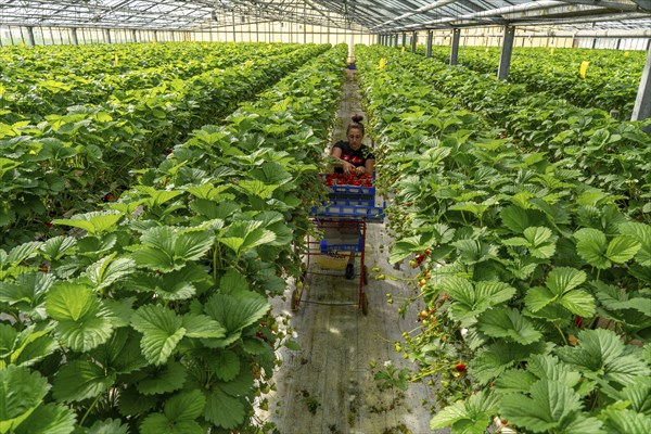 Harvesting strawberries, harvest helper, strawberry cultivation in the greenhouse, young strawberry