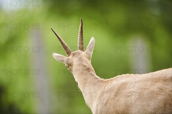 Alpine ibex (Capra ibex) female, back, portrait, wildlife Park Aurach near Kitzbuehl, Austria,