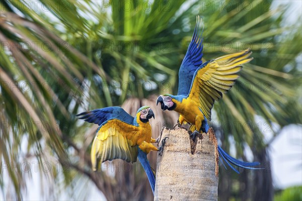 Two blue and yellow macaw (Ara ararauna), South America, Brazil, Pantanal, Pantanal, South America