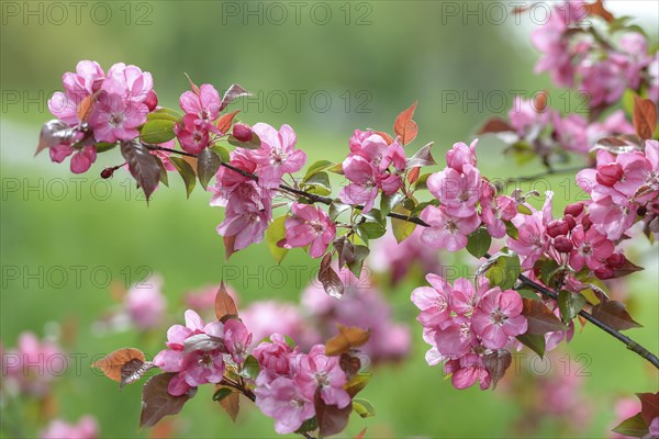 Ornamental apple (Malus 'Rudolph'), GolÃŸen, Brandenburg, Germany, Europe
