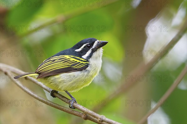 Yellow-rumped Tinkerbird, (Pogoniulus bilineatus), Barbion a croupion jaune, Barbudito culigualdo,