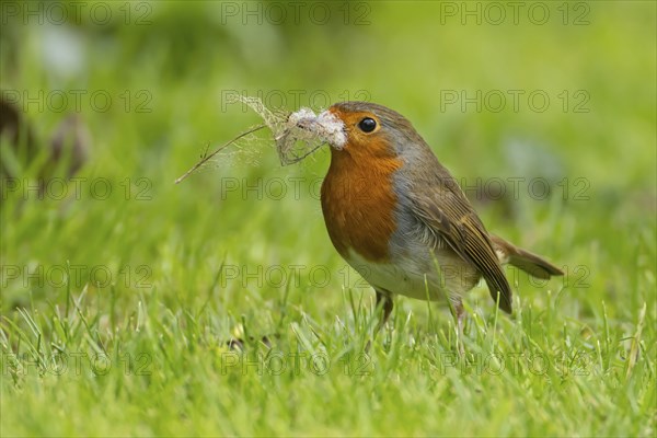 European robin (Erithacus rubecula) adult bird with nesting material in its beak on a garden grass