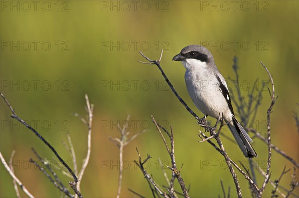 Loggerhead shrike (Lanius ludovicianus), Venice Landfill, Venice, Florida, USA, North America