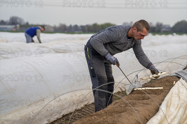Asparagus harvest in the Rhineland, asparagus pickers at work in an asparagus field covered with
