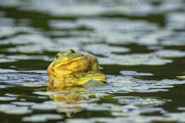 Bull frogs Lithobates catesbeianus. Male bull frogs fighting during the breeding season. La