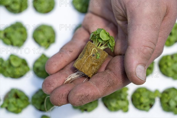 Agriculture, herb gardening, basil young plants, in pressed pots, with growing soil and nutrients,