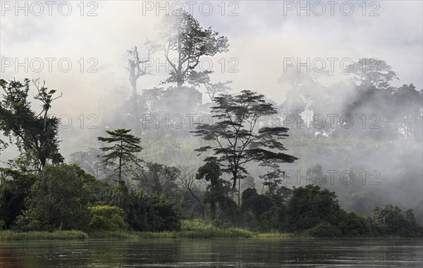 Fog over the rainforest along the Sangha River, Dzanga-Sangha Complex of Protected Areas (DSPAC),