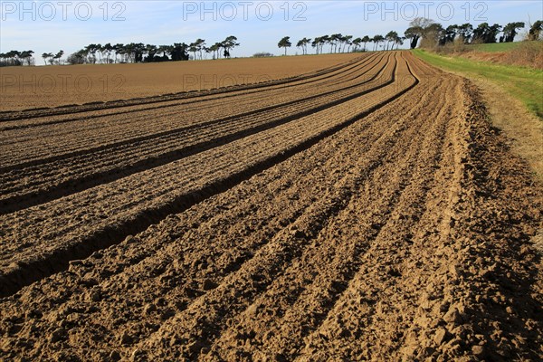 Lines in field brown soil ready for cultivation, Shottisham, Suffolk, England, UK