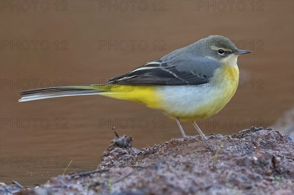 Grey wagtail (Motacilla cinerea), Bergeronnette des ruisseaux, Lavandera Cascadena, mountain