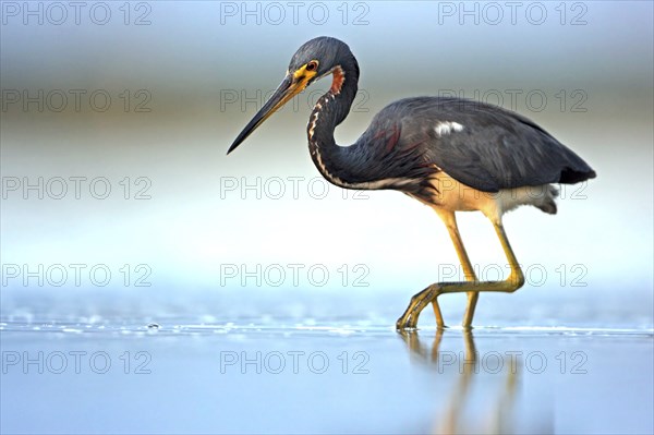 Tricolored heron (Egretta tricolor), foraging, Ft. De Soto Park, Sanibel Island, Florida, USA,