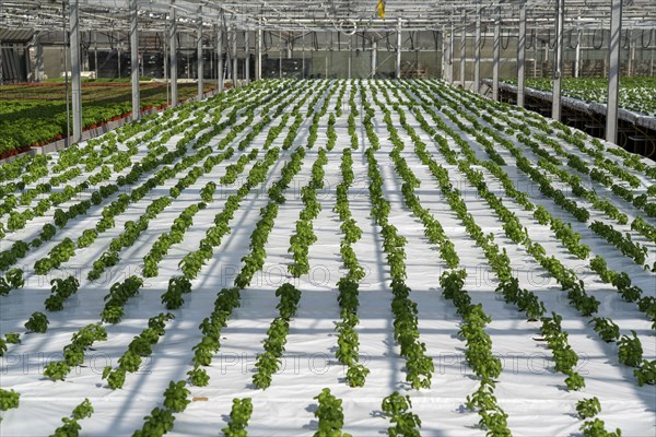 Agriculture, herb nursery, basil seedlings, growing in a greenhouse