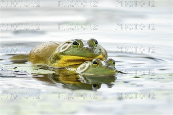 Bull frogs. Lithobates catesbeianus. Bull frogs mating. La Mauricie national park. Province of