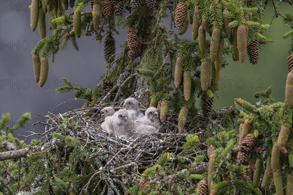 Common kestrel (Falco tinnunculus), young birds not yet ready to fly in the nest,